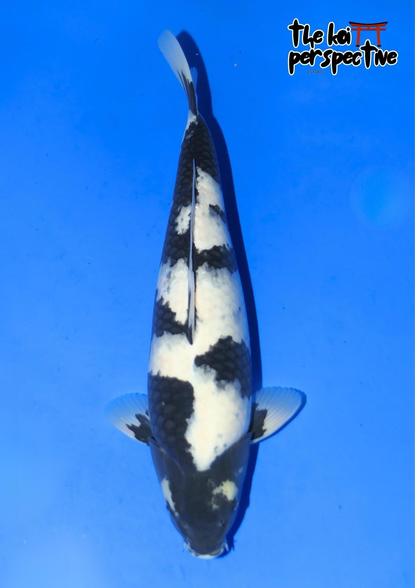 The Digital Koi Show 2026 — The Koi Perspective Magazine